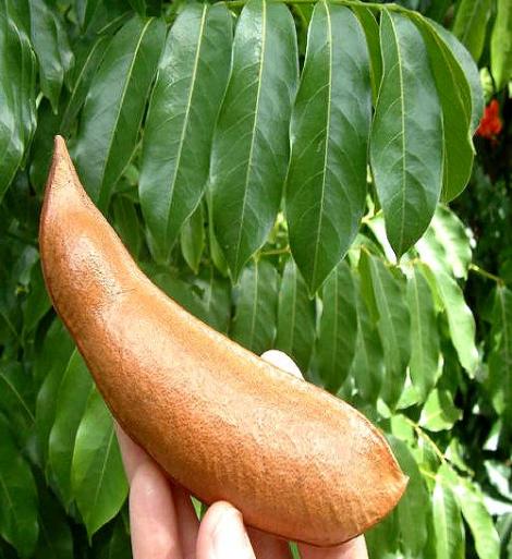 Name:  Castanospermum australe tohum ebad.JPG
Views: 11756
Size:  46.7 KB