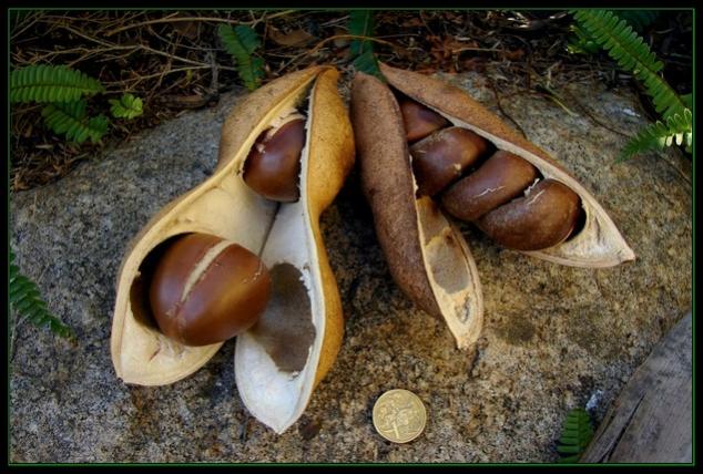 Name:  castanospermum tohumu.jpg
Views: 16655
Size:  59.7 KB