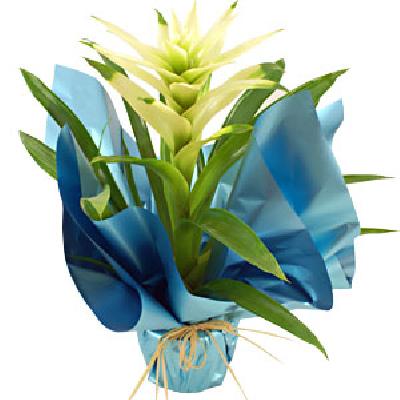 Name:  44807686.jpg
Views: 4554
Size:  22.4 KB