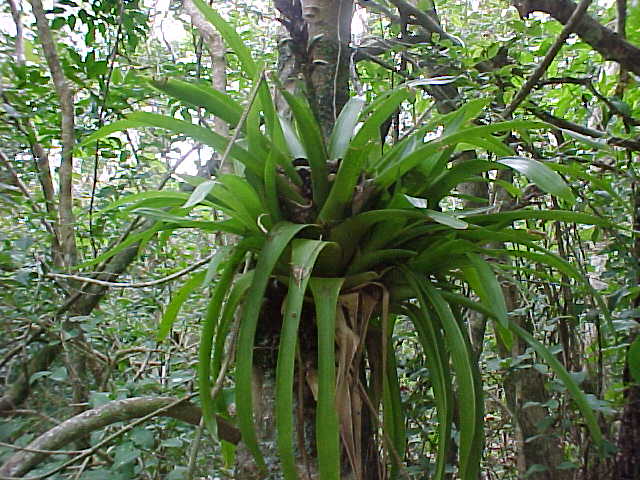 Name:  guzmania_monostachya DOAL HAL.jpg
Views: 5982
Size:  69.9 KB