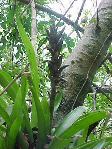 Name:  guzmania_monostachya_DOAL EK.jpg
Views: 4732
Size:  65.5 KB