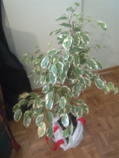 Name:  Grnt0036.jpg
Views: 2866
Size:  68.1 KB