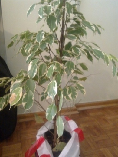 Name:  Grnt0037.jpg
Views: 3150
Size:  68.7 KB