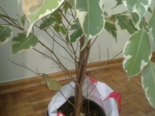Name:  Grnt0038.jpg
Views: 3108
Size:  66.9 KB