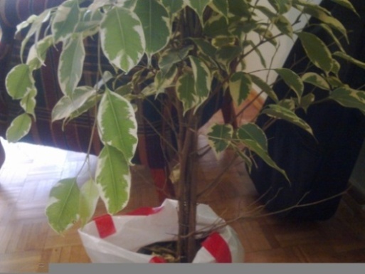 Name:  Grnt0039.jpg
Views: 3015
Size:  67.2 KB