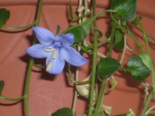 Name:  S6306618.JPG
Views: 1603
Size:  65.7 KB