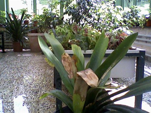 Name:  Foto_raf_0017 (Custom).jpg
Views: 5550
Size:  47.8 KB