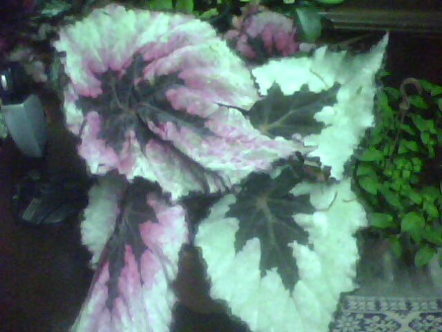 Name:  IMG0992A.jpg
Views: 1523
Size:  46.0 KB