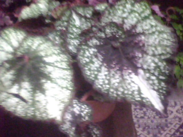 Name:  IMG0994A.jpg
Views: 1541
Size:  49.3 KB