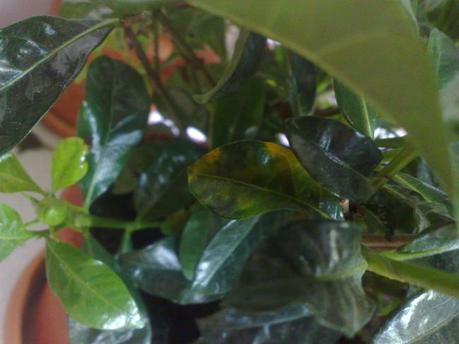 Name:  18042010264.jpg
Views: 2317
Size:  35.1 KB