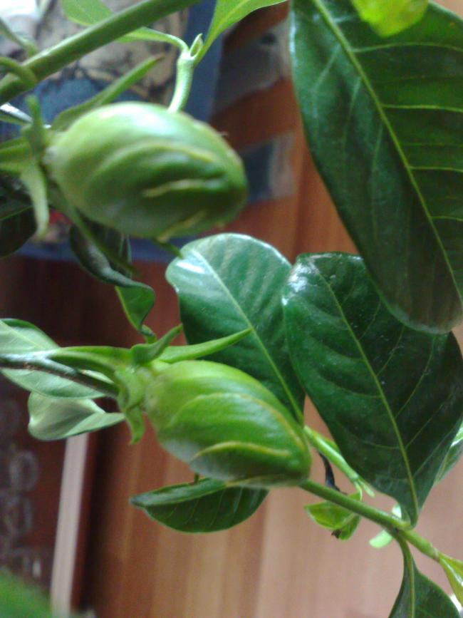 Name:  18042010259.jpg
Views: 2292
Size:  58.6 KB