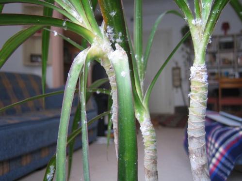 Name:  2010 Nis 21 Marginata 007 edit.jpg
Views: 7001
Size:  28.3 KB