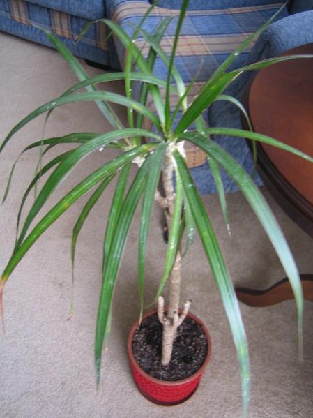 Name:  2010 Nis 21 Marginata 013 edit.jpg
Views: 7081
Size:  41.8 KB