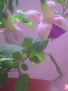 Name:  IMG1038A.jpg
Views: 1465
Size:  16.5 KB