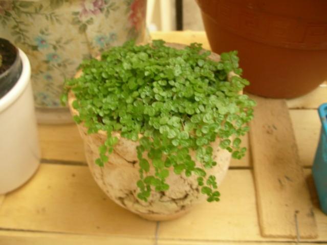 Name:  DSCN0259.jpg
Views: 2609
Size:  32.7 KB