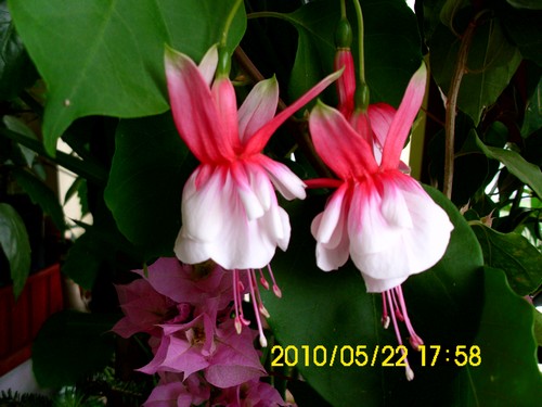 Name:  kupe.jpg
Views: 1310
Size:  51.6 KB