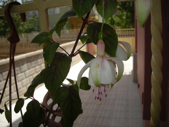 Name:  Resim 002.jpg
Views: 1457
Size:  36.7 KB
