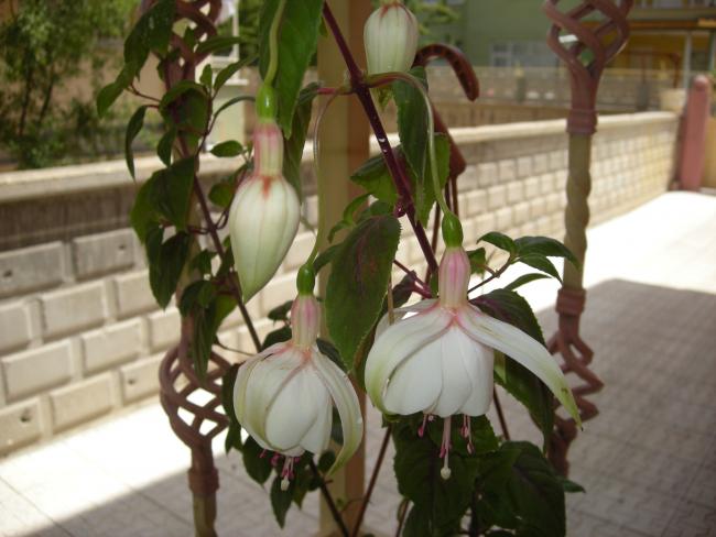 Name:  Resim 003.jpg
Views: 1446
Size:  42.7 KB