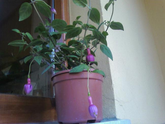 Name:  26. (1).jpg
Views: 1497
Size:  32.0 KB