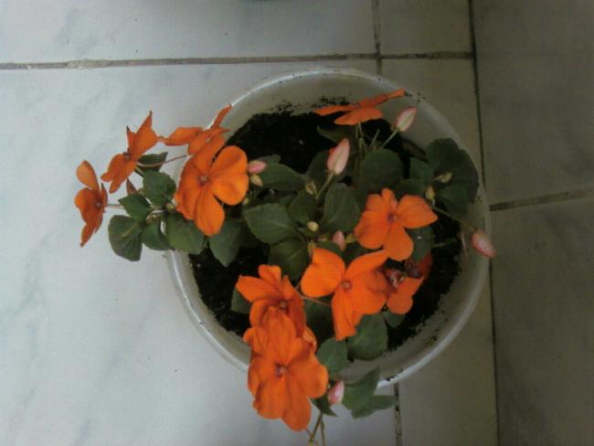 Name:  Fotoraf-0001.jpg
Views: 8724
Size:  29.2 KB