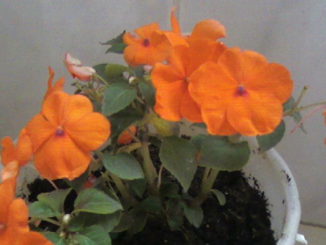 Name:  Fotoraf-0009.jpg
Views: 8445
Size:  31.5 KB