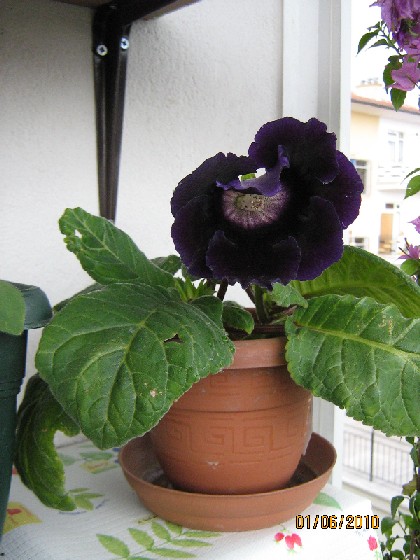 Name:  Gloxinia.jpg
Views: 1268
Size:  69.6 KB