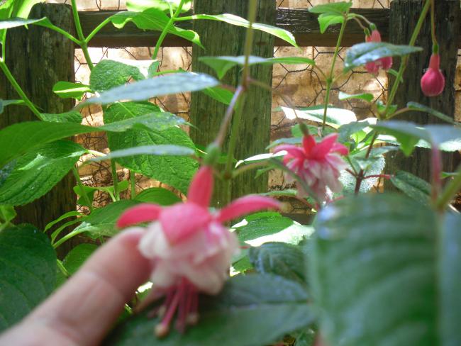 Name:  SDC10742 copy.jpg
Views: 1608
Size:  52.2 KB