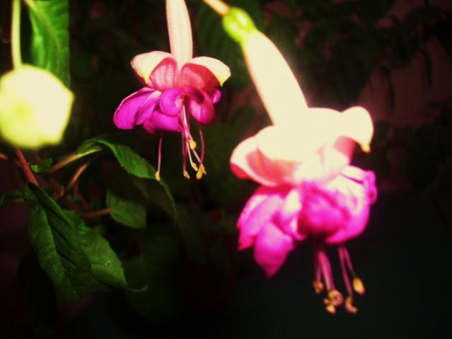 Name:  DSCI0512.jpg
Views: 1574
Size:  26.3 KB