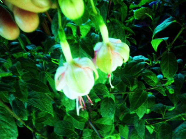 Name:  DSCI1048.jpg
Views: 1605
Size:  46.8 KB