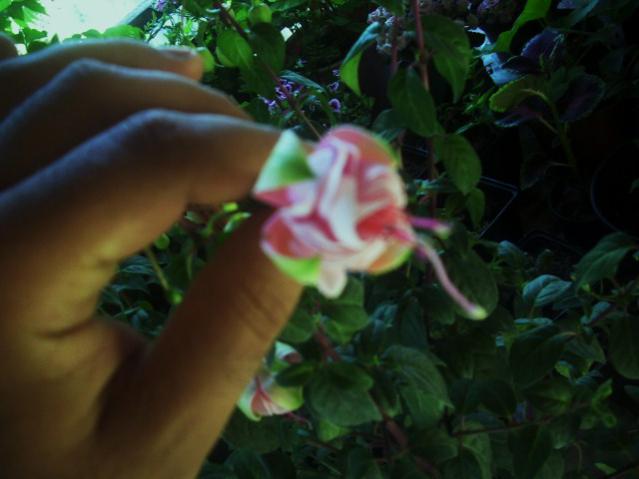 Name:  DSCI1047.jpg
Views: 1578
Size:  32.4 KB