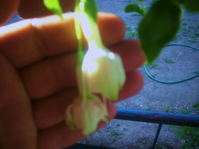 Name:  DSCI1050.jpg
Views: 1601
Size:  29.9 KB