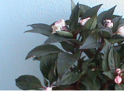Name:  salatalklar 022.jpg
Views: 7989
Size:  20.5 KB