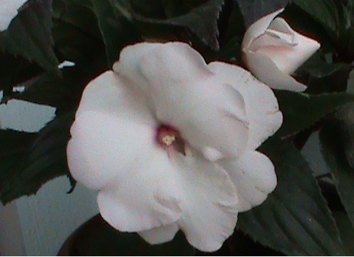Name:  teras 017.JPG
Views: 8051
Size:  69.8 KB