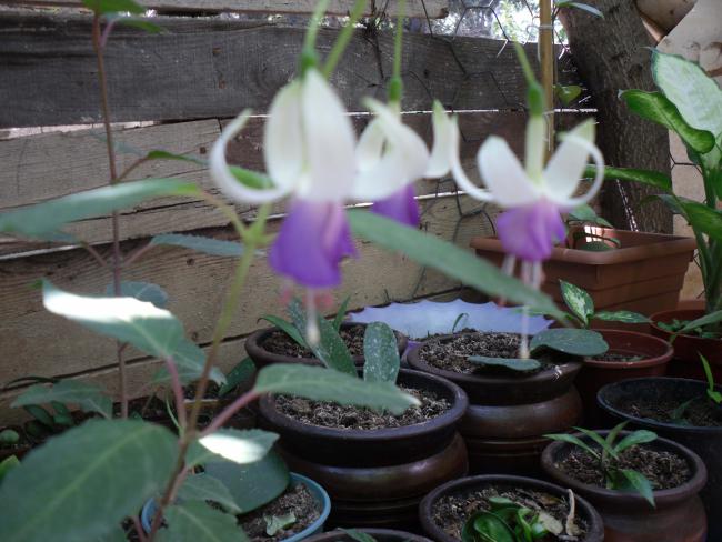 Name:  SDC10795 copy.jpg
Views: 1015
Size:  50.3 KB