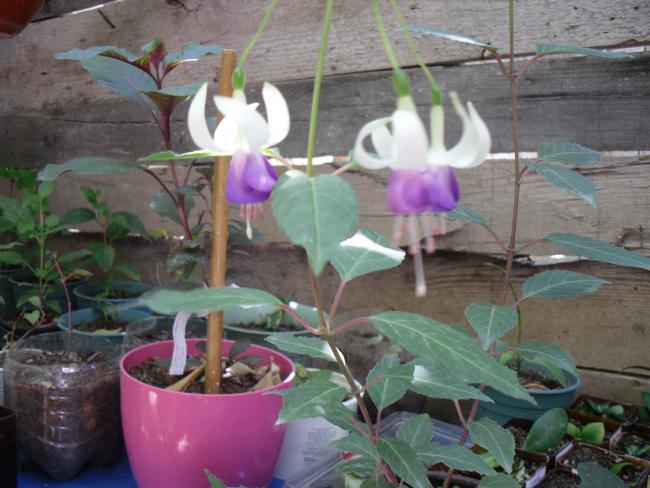 Name:  SDC10797 copy.jpg
Views: 1018
Size:  49.0 KB