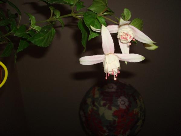 Name:  .DSC06870.jpg
Views: 2143
Size:  20.2 KB