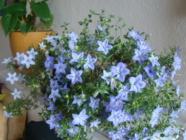 Name:  DSC01721.jpg
Views: 2187
Size:  59.2 KB