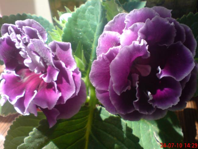 Name:  ogi 076.jpg
Views: 1075
Size:  43.3 KB