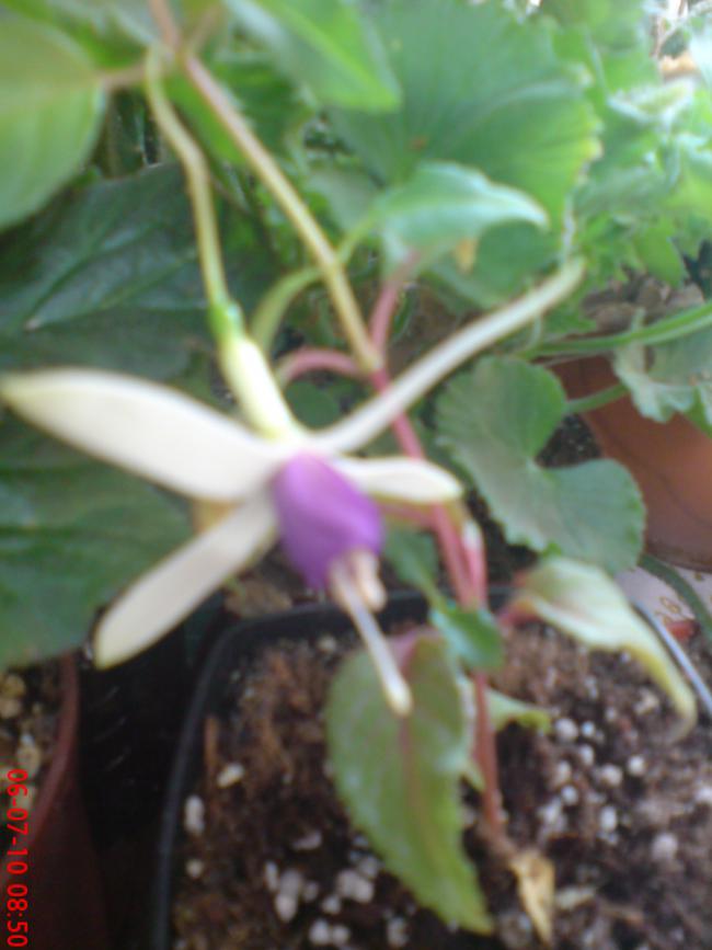 Name:  ogi 088.jpg
Views: 1128
Size:  50.0 KB