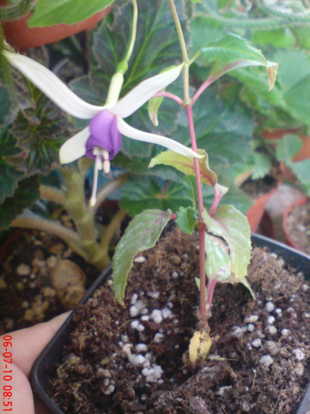 Name:  ogi 090.jpg
Views: 1130
Size:  71.0 KB