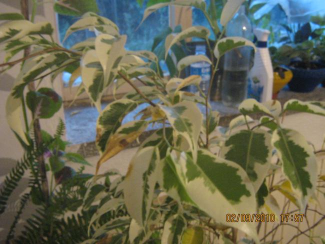 Name:  IMG_1876.jpg
Views: 4716
Size:  46.3 KB
