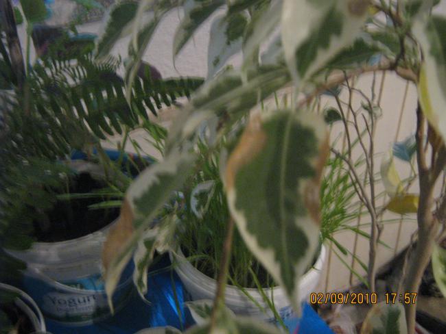 Name:  IMG_1877.jpg
Views: 3997
Size:  43.5 KB