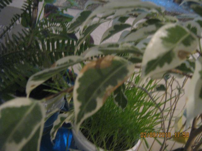 Name:  IMG_1878.jpg
Views: 3976
Size:  41.9 KB