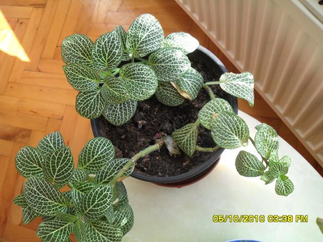 Name:  008.jpg
Views: 4048
Size:  61.9 KB