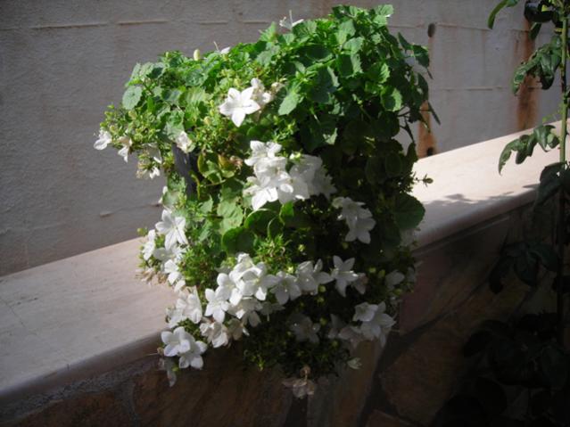 Name:  DSCN3625.jpg
Views: 1370
Size:  44.1 KB