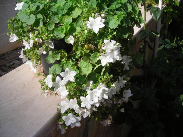 Name:  DSCN3626.jpg
Views: 1396
Size:  53.6 KB