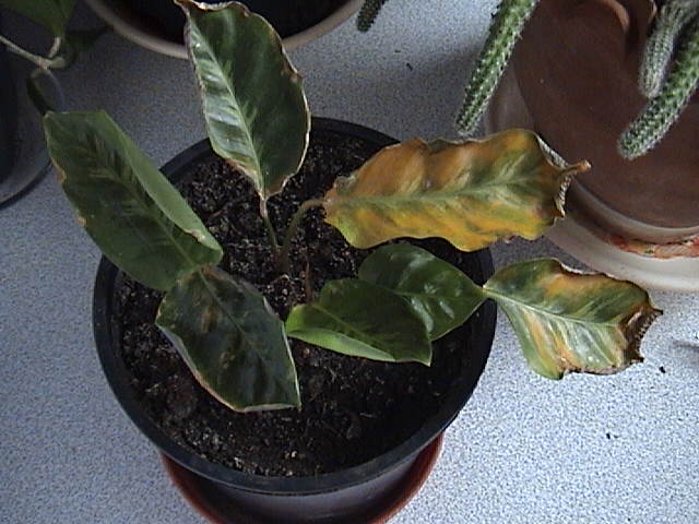 Name:  DSC00003.JPG
Views: 4799
Size:  59.0 KB