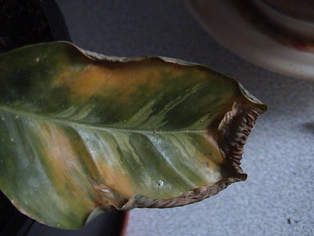 Name:  DSC00004.JPG
Views: 6349
Size:  57.7 KB