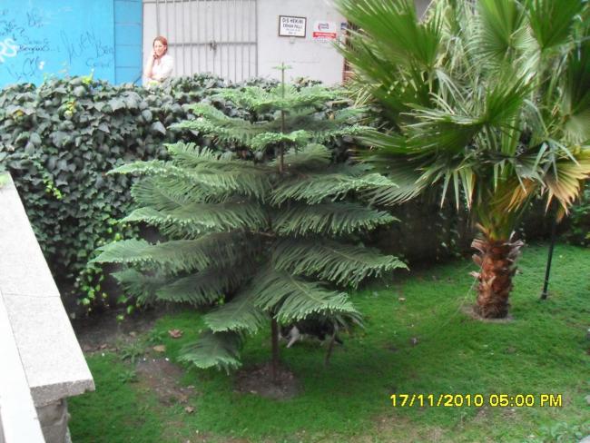 Name:  001.jpg
Views: 11099
Size:  63.8 KB
