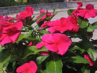 Name:  13AGUSTOS 023.jpg
Views: 2224
Size:  59.0 KB
